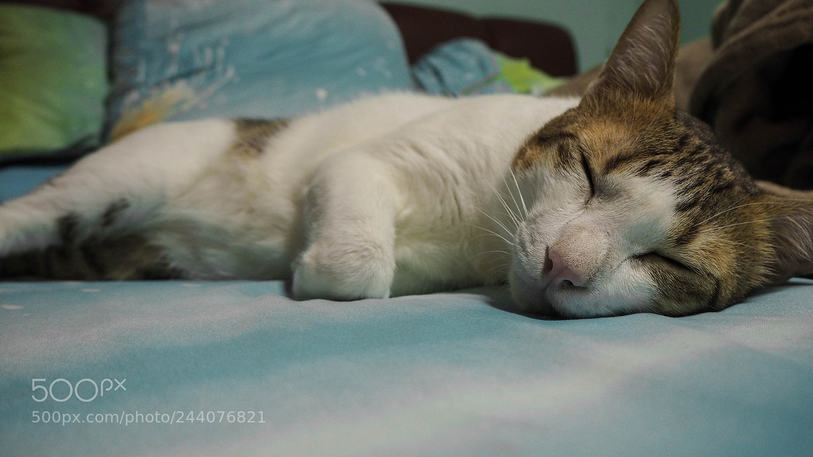 Olympus PEN E-PL7 sample photo. Sweet dreams photography