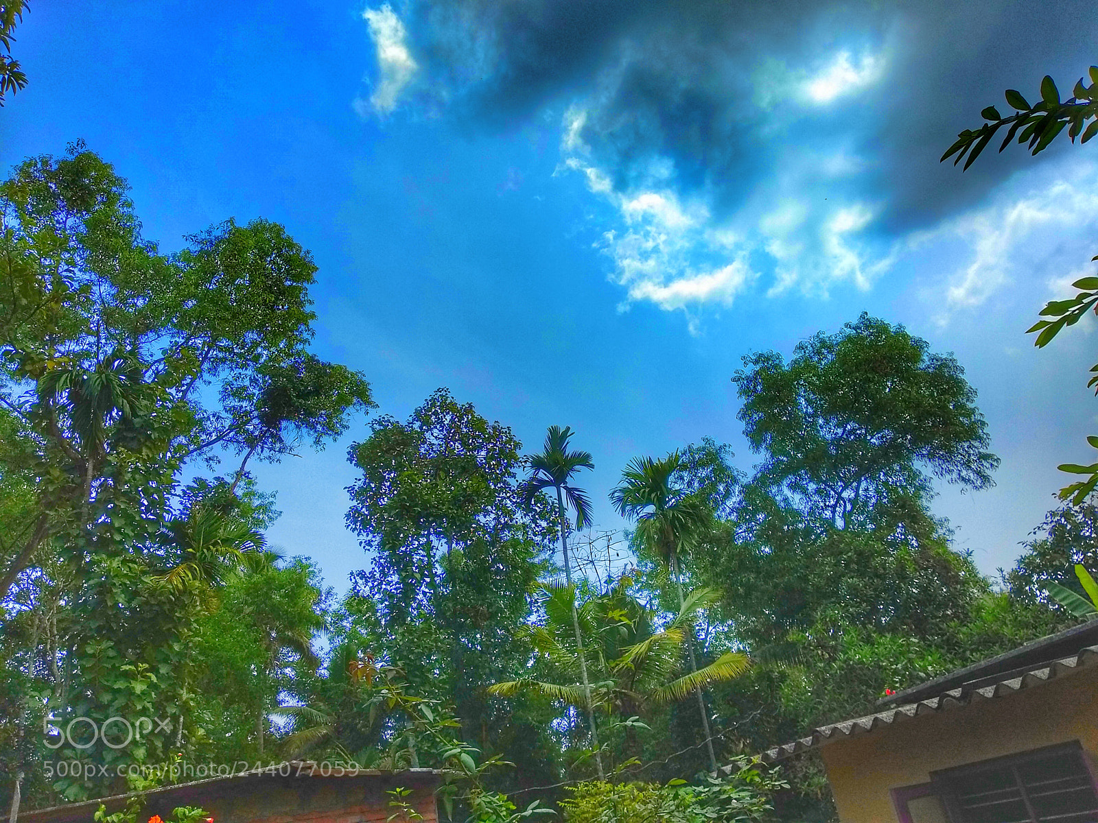 Xiaomi Mi A1 sample photo. Invasive photography