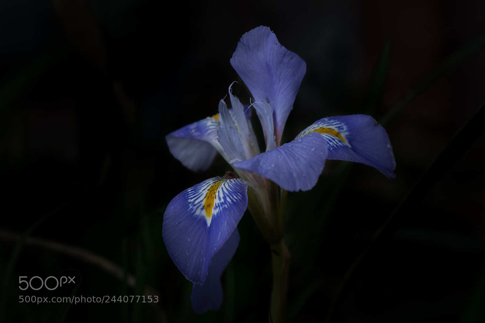Nikon D500 sample photo. Natural beauty photography