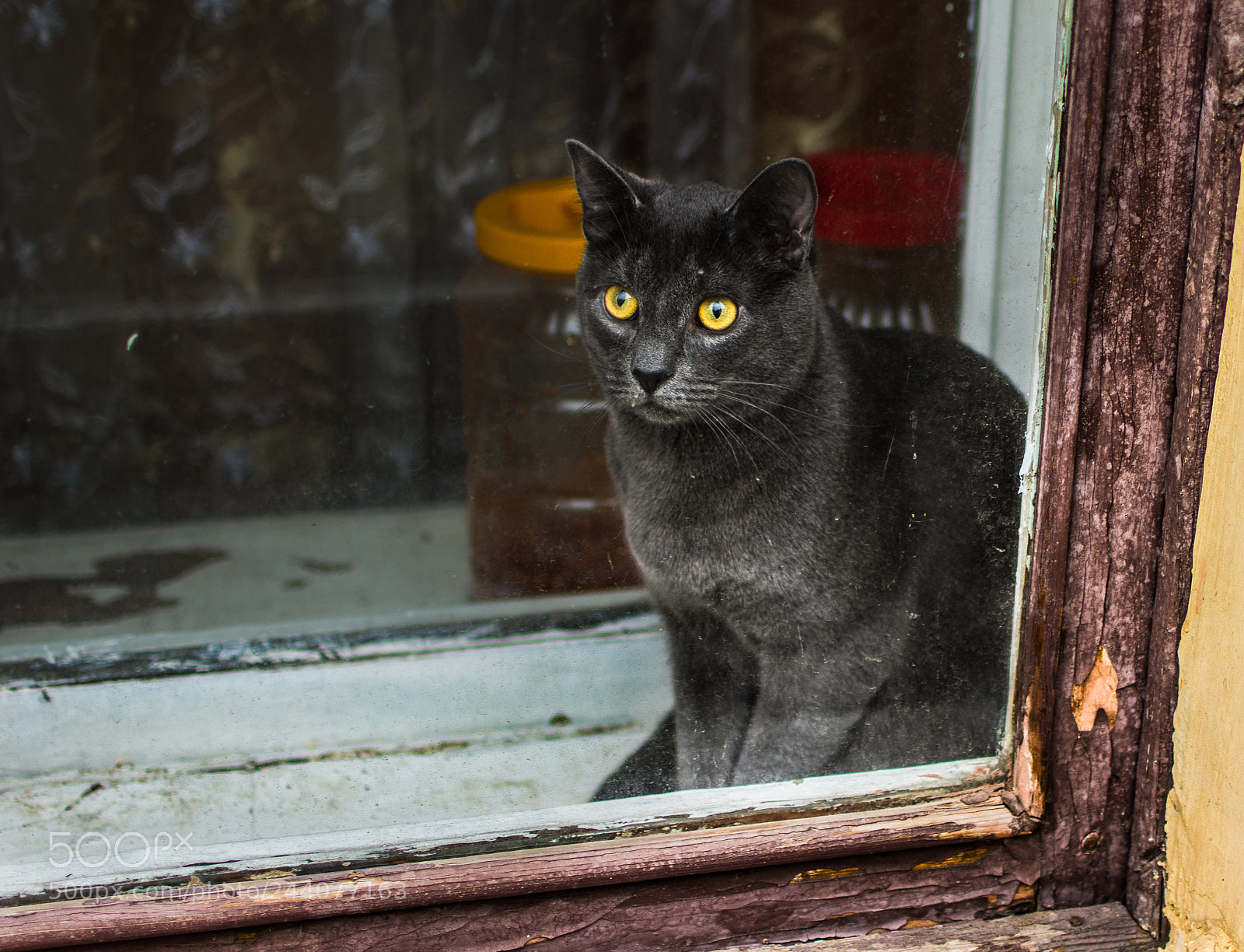 Nikon D7200 sample photo. кошка photography