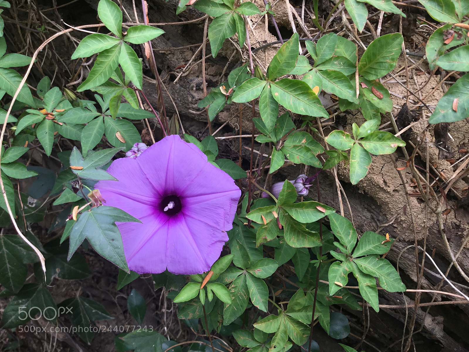 Apple iPad sample photo. Purple closeup photography