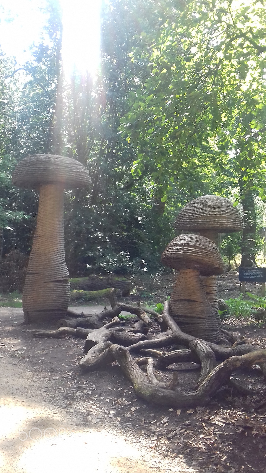 Samsung Galaxy J3(2016) sample photo. Mushrooms photography