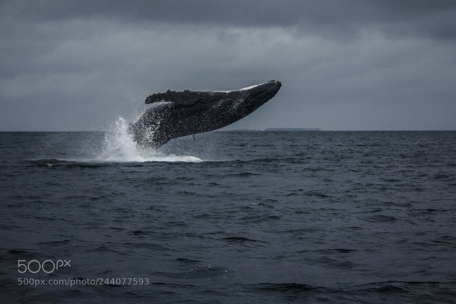 Canon EOS 550D (EOS Rebel T2i / EOS Kiss X4) sample photo. Humpback whale, tonga photography