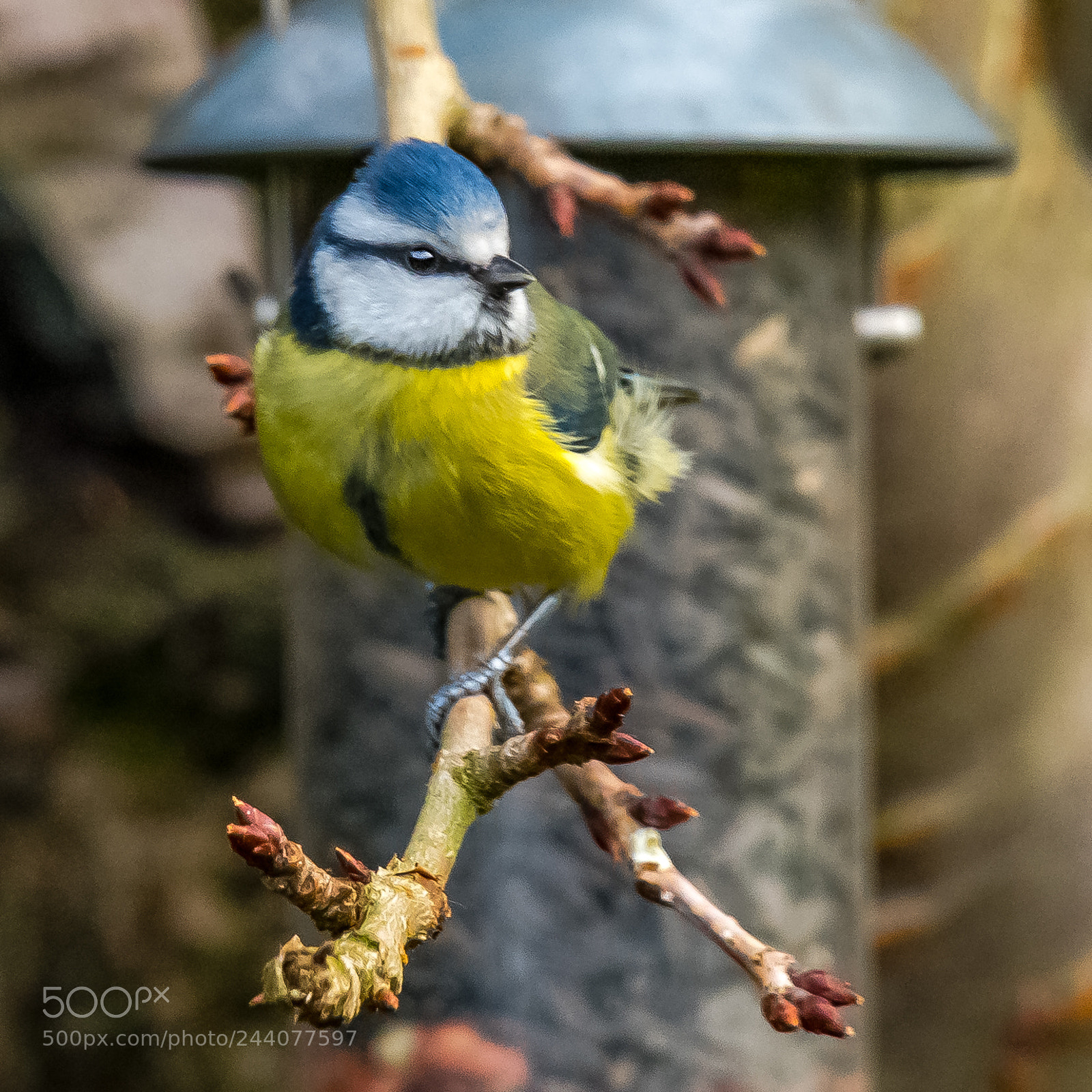 Nikon D850 sample photo. Budding tit photography
