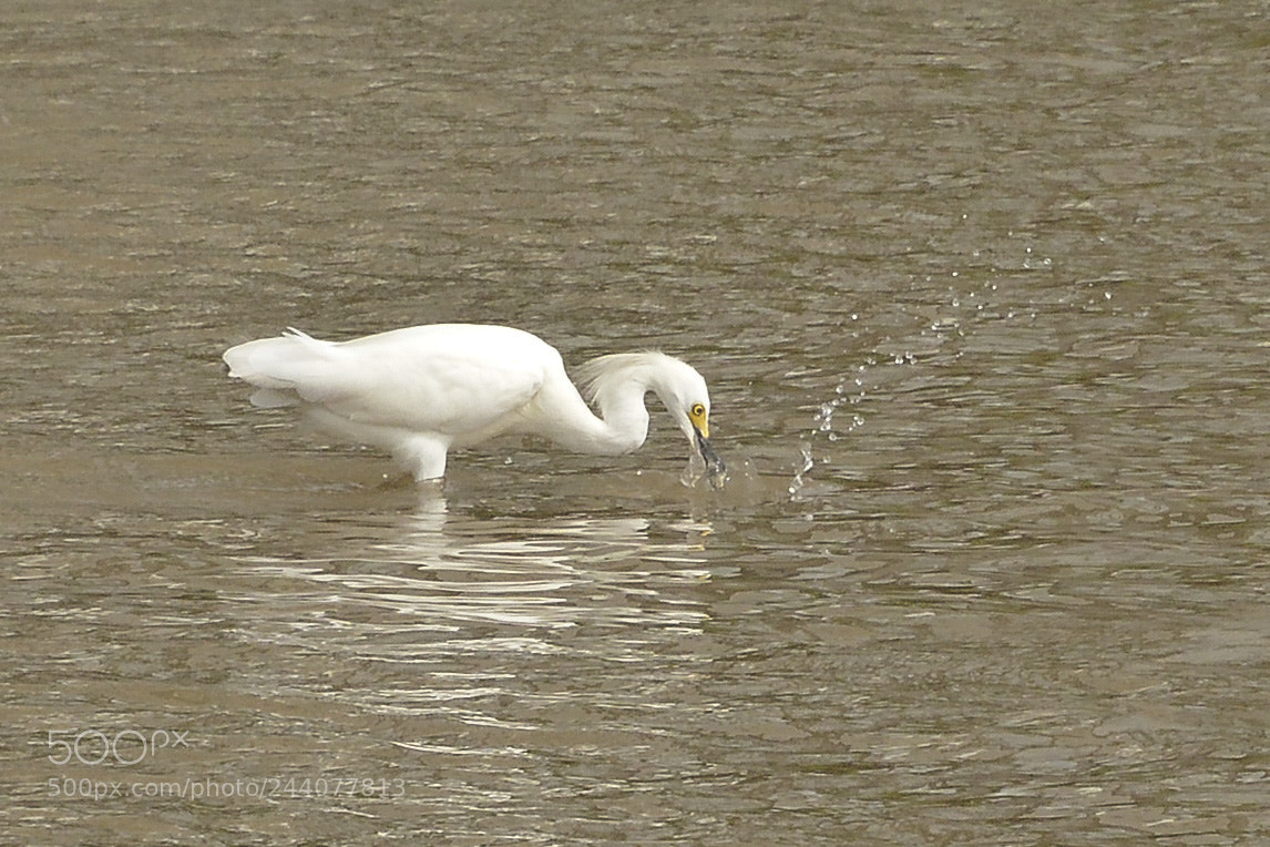Nikon D7100 sample photo. Em busca do alimento. photography