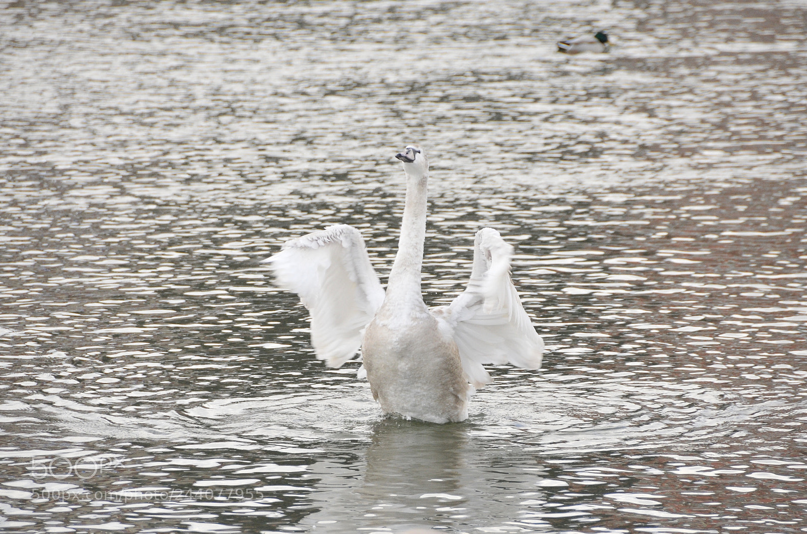 Nikon D300S sample photo. Untitled photography