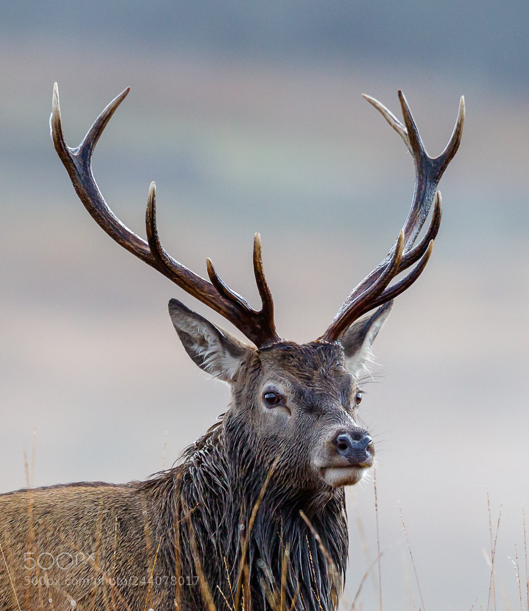 Canon EOS-1D Mark IV sample photo. Stag portrait photography