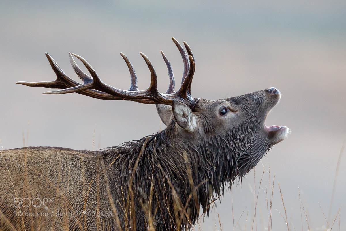 Canon EOS-1D Mark IV sample photo. Stag bellowing photography