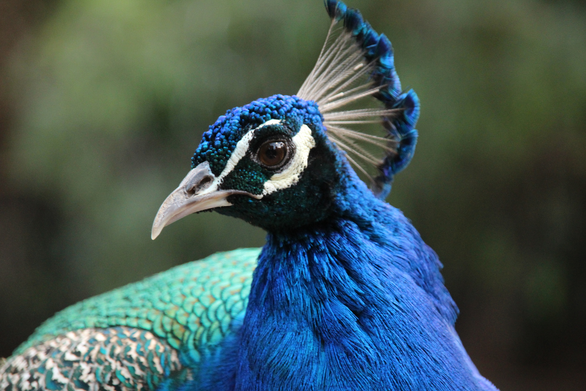 Canon EOS 700D (EOS Rebel T5i / EOS Kiss X7i) + Sigma 18-200mm f/3.5-6.3 DC OS sample photo. The peacock with riot of color. photography