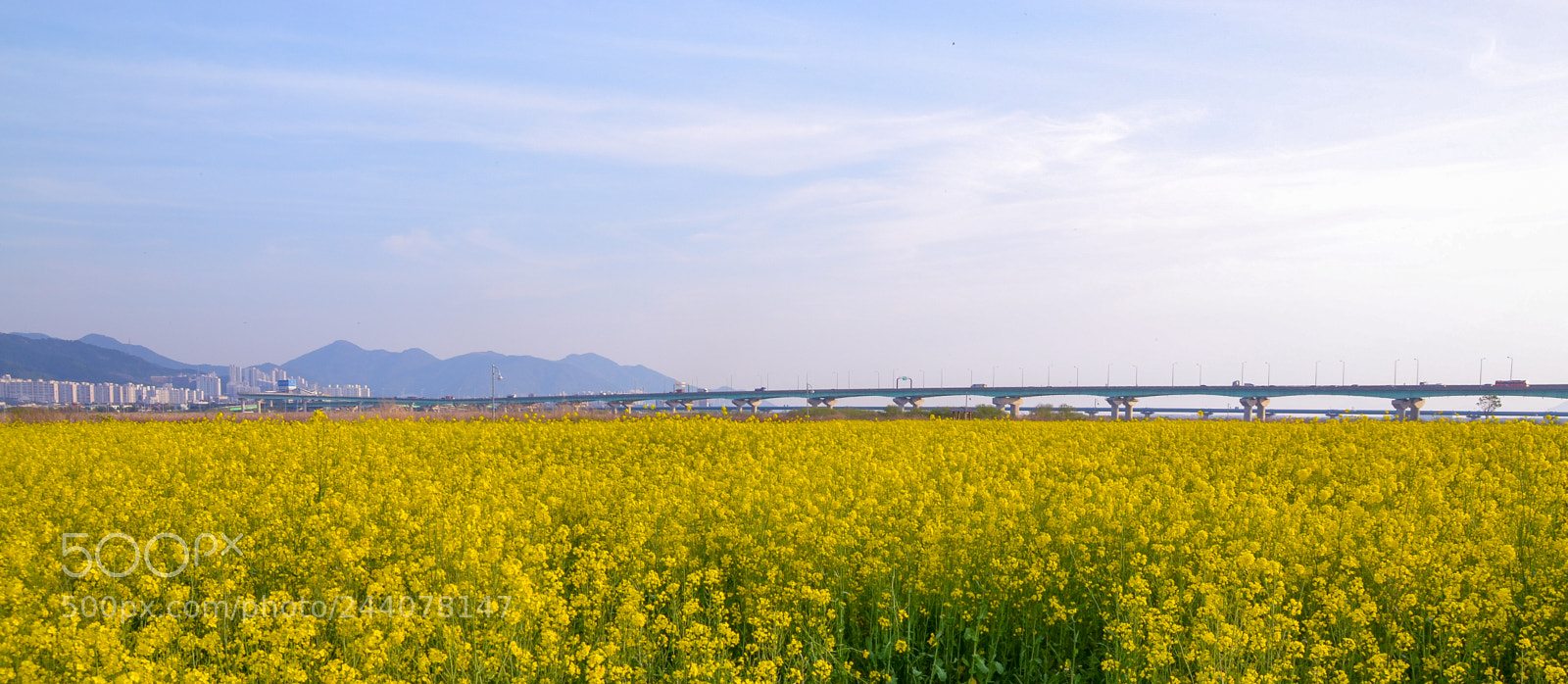Nikon D3100 sample photo. The view of canola photography