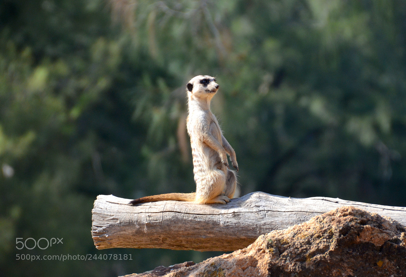 Nikon D5100 sample photo. Simples! photography