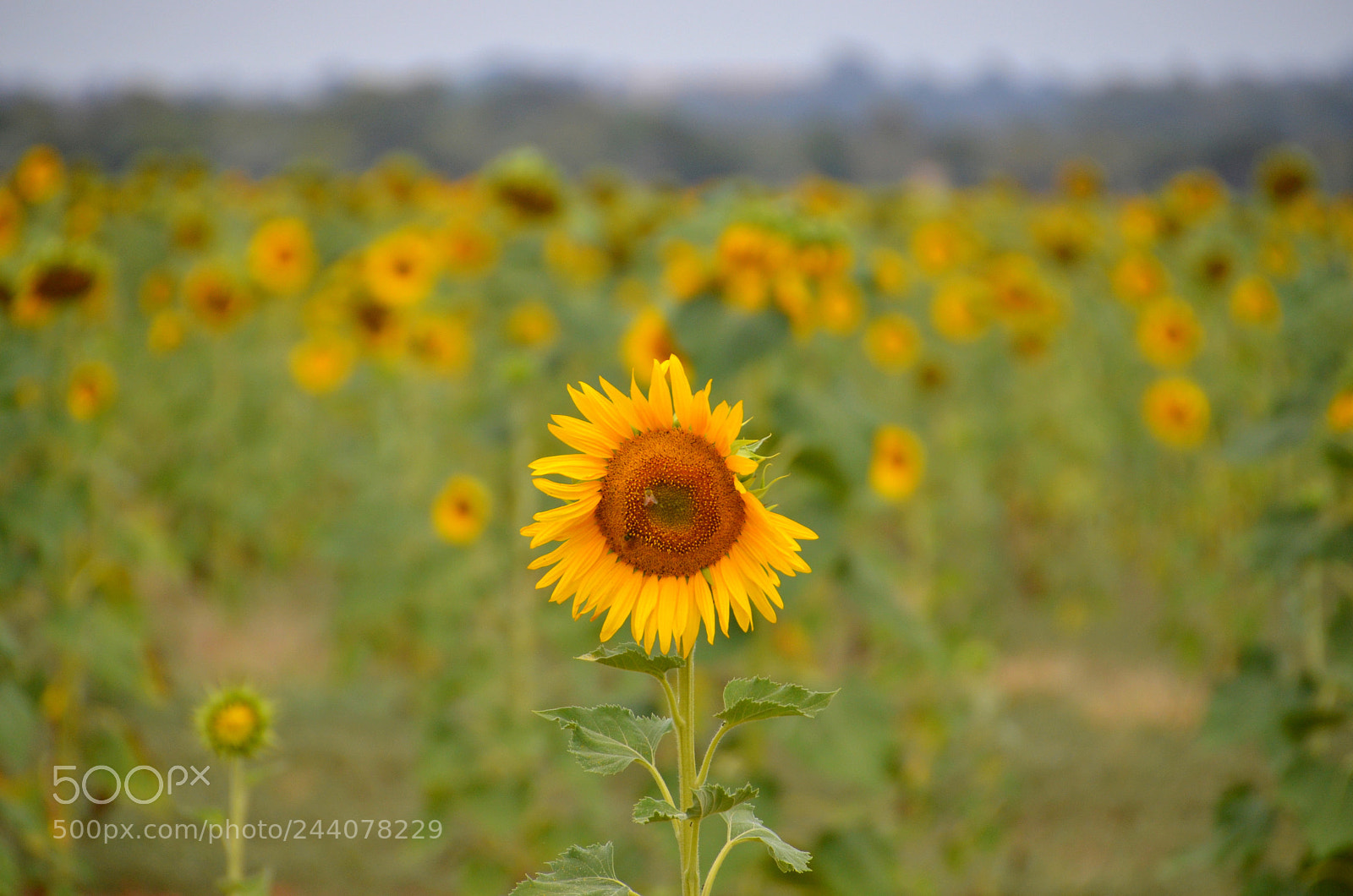 Nikon D5100 sample photo. Single sunflower photography