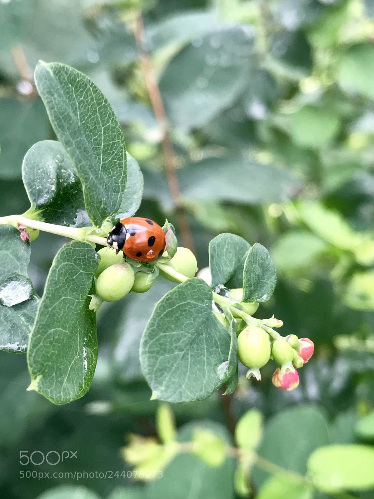 Apple iPhone 7 Plus sample photo. Untitled photography
