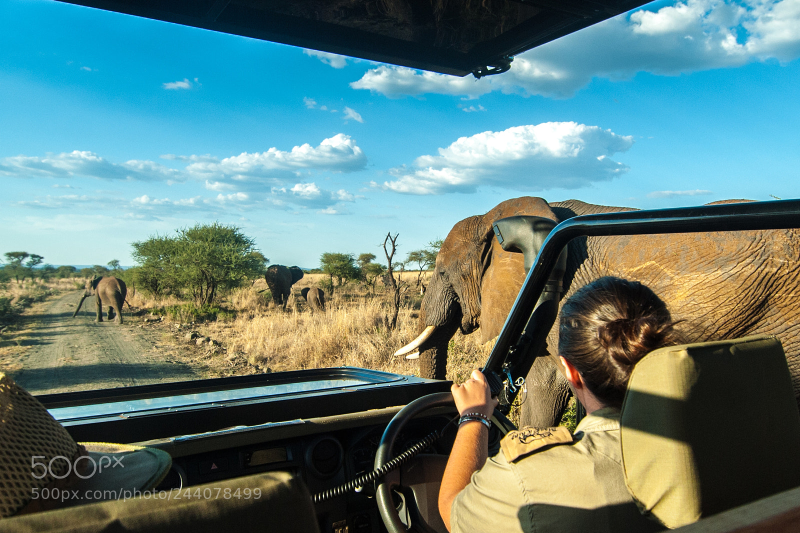 Nikon D200 sample photo. Safari live photography