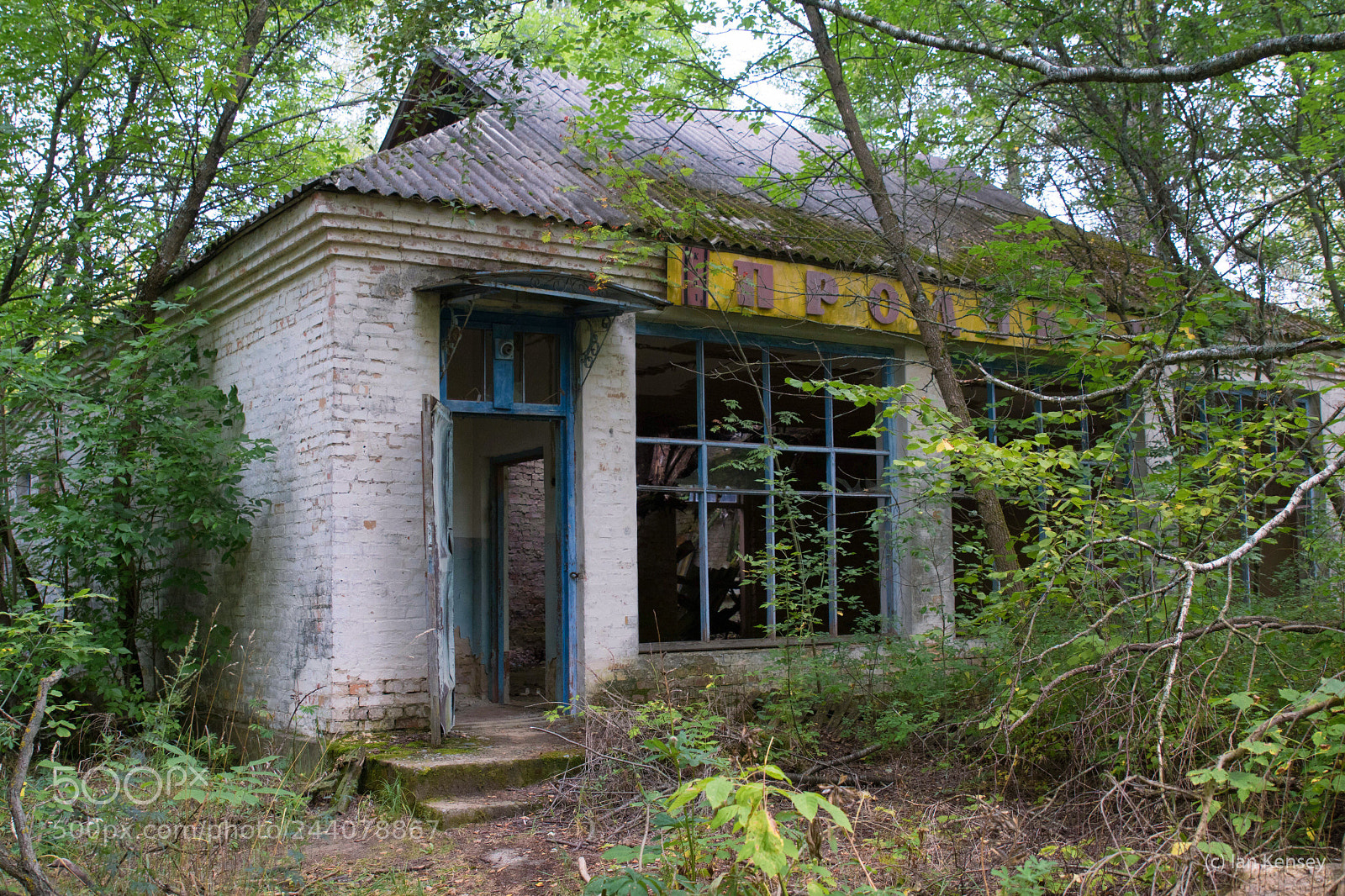 Sony ILCA-77M2 sample photo. Lost in the woods photography