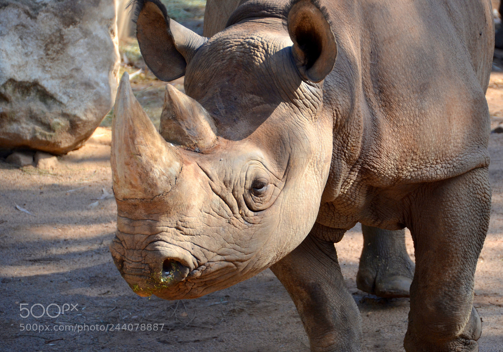 Nikon D5100 sample photo. Rhino face photography