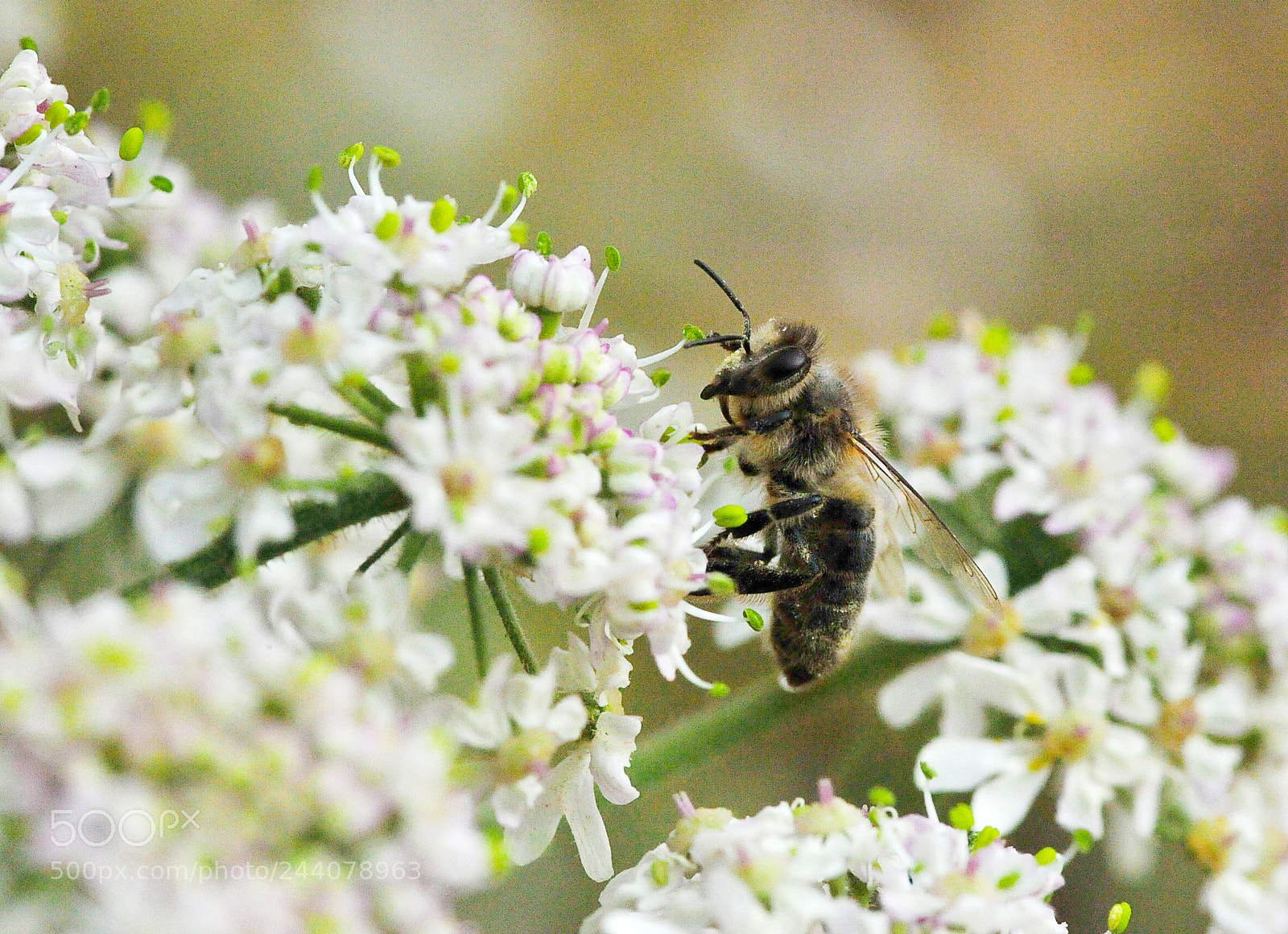 Nikon D700 sample photo. Bee photography