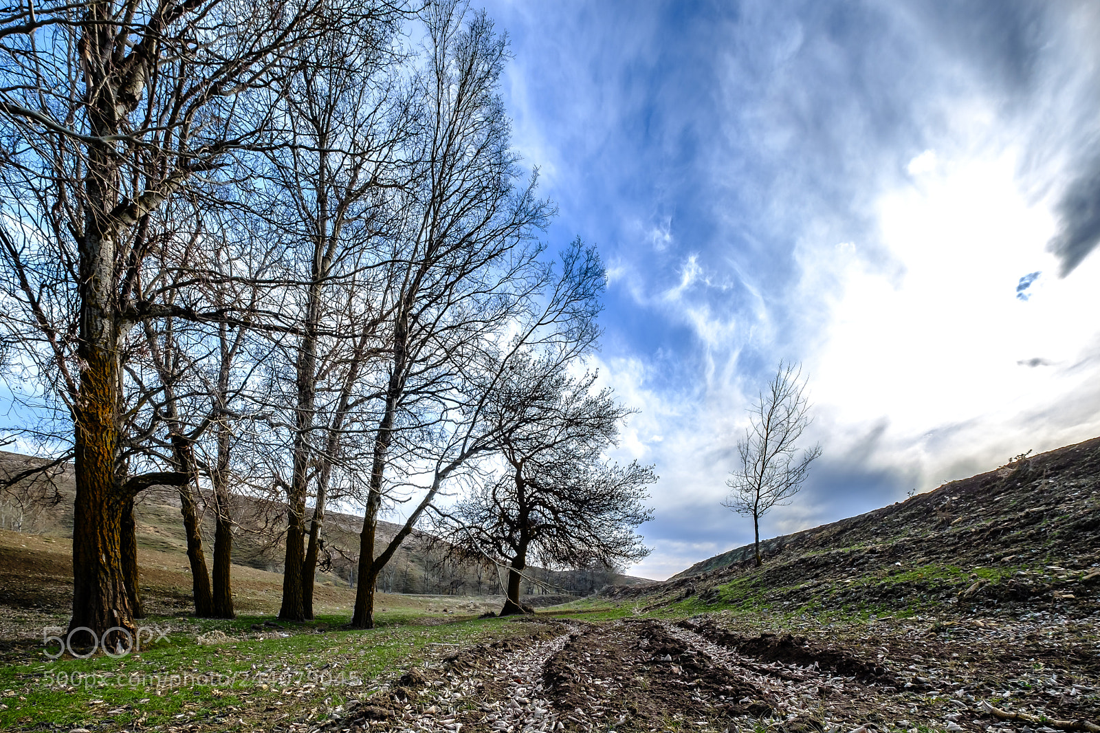 Fujifilm X-T2 sample photo. With trees. photography