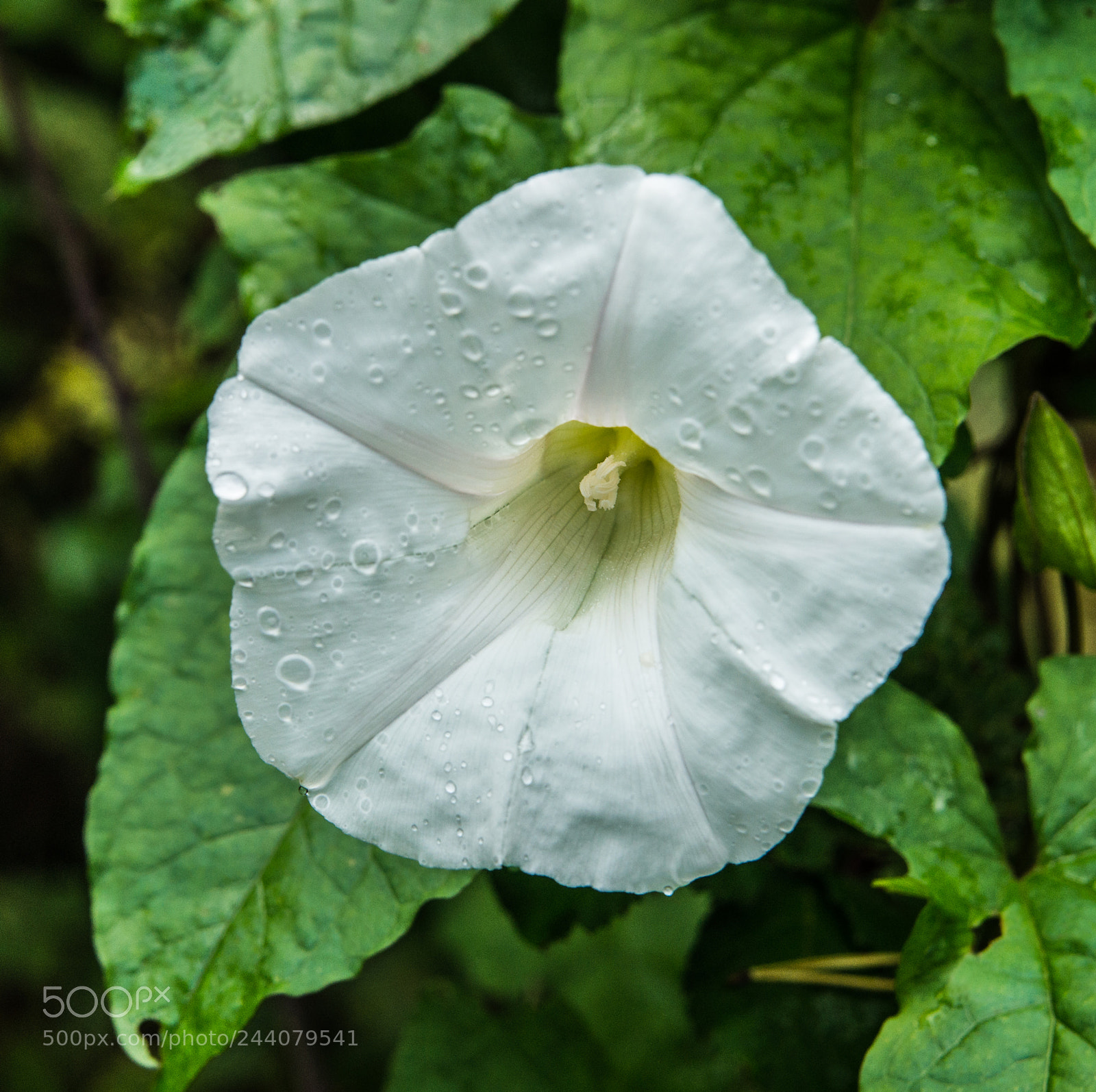 Sony SLT-A77 sample photo. Petals of purity ii. photography