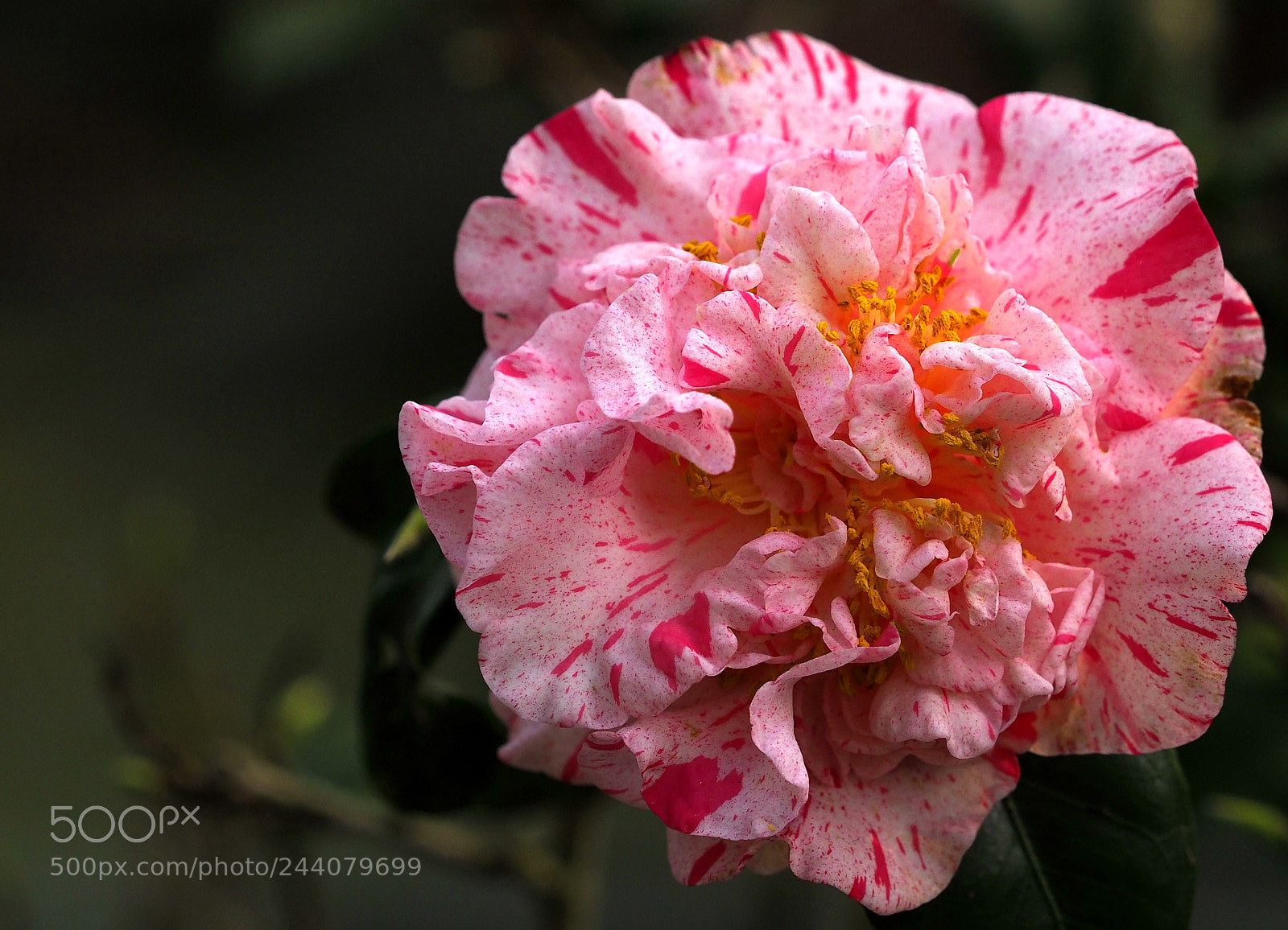 Olympus OM-D E-M1 Mark II sample photo. Abundance photography