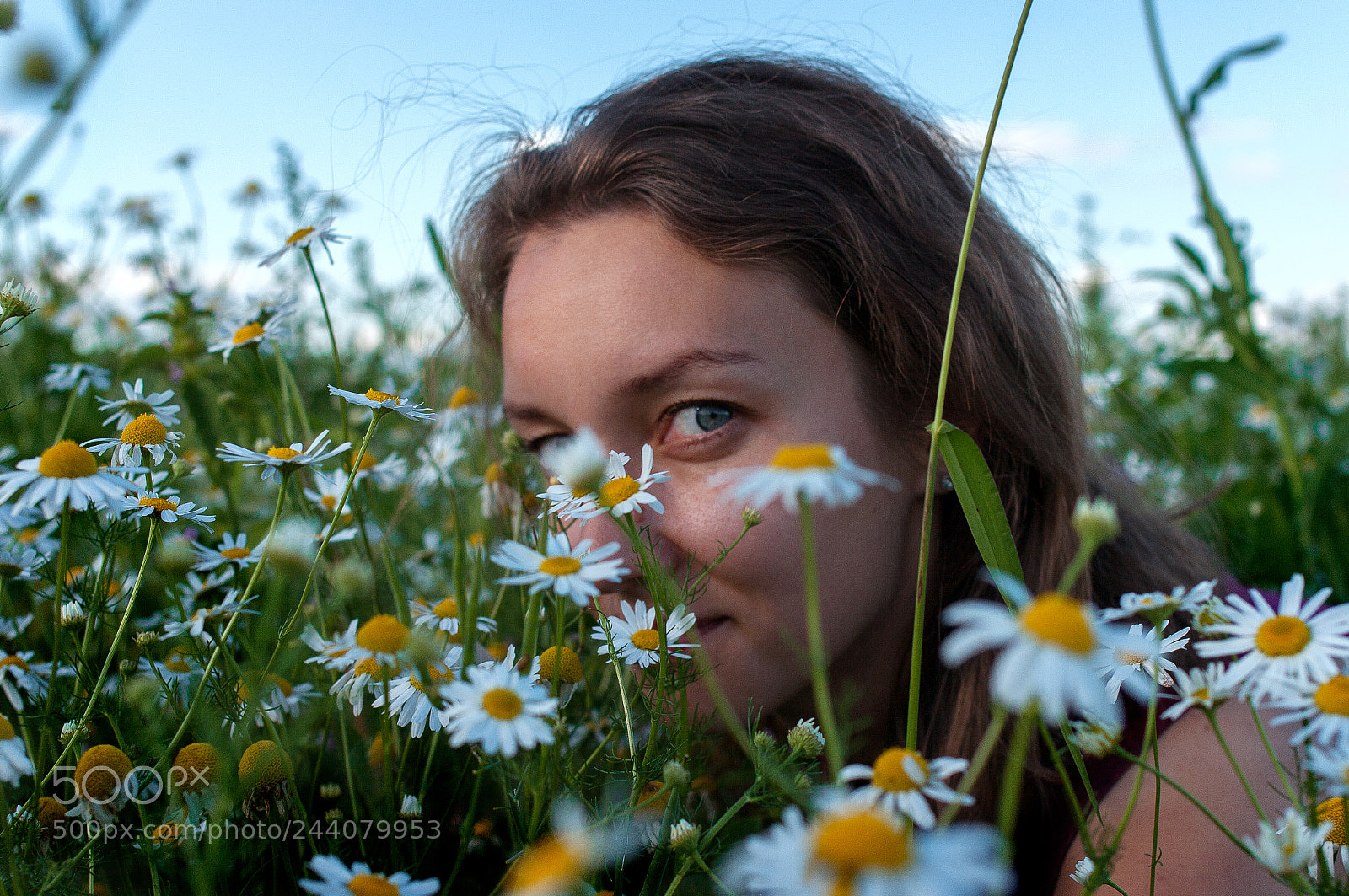 Pentax K-7 sample photo. Chamomiles photography
