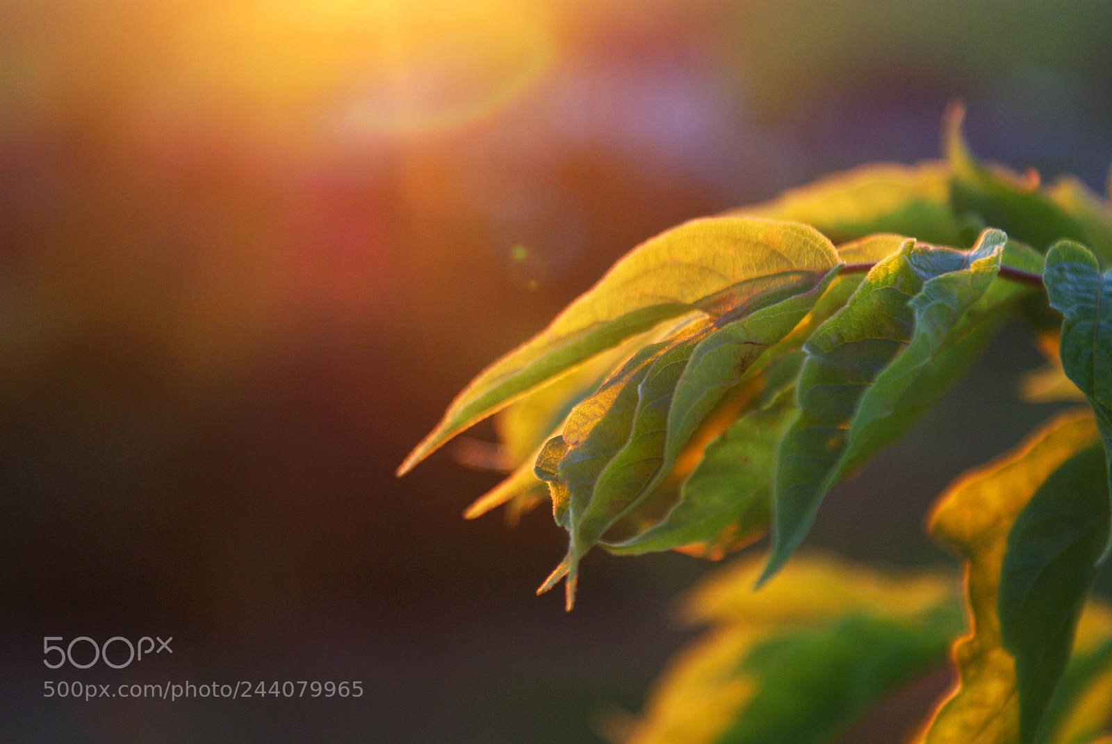 Sony Alpha DSLR-A300 sample photo. Heat of the evening photography