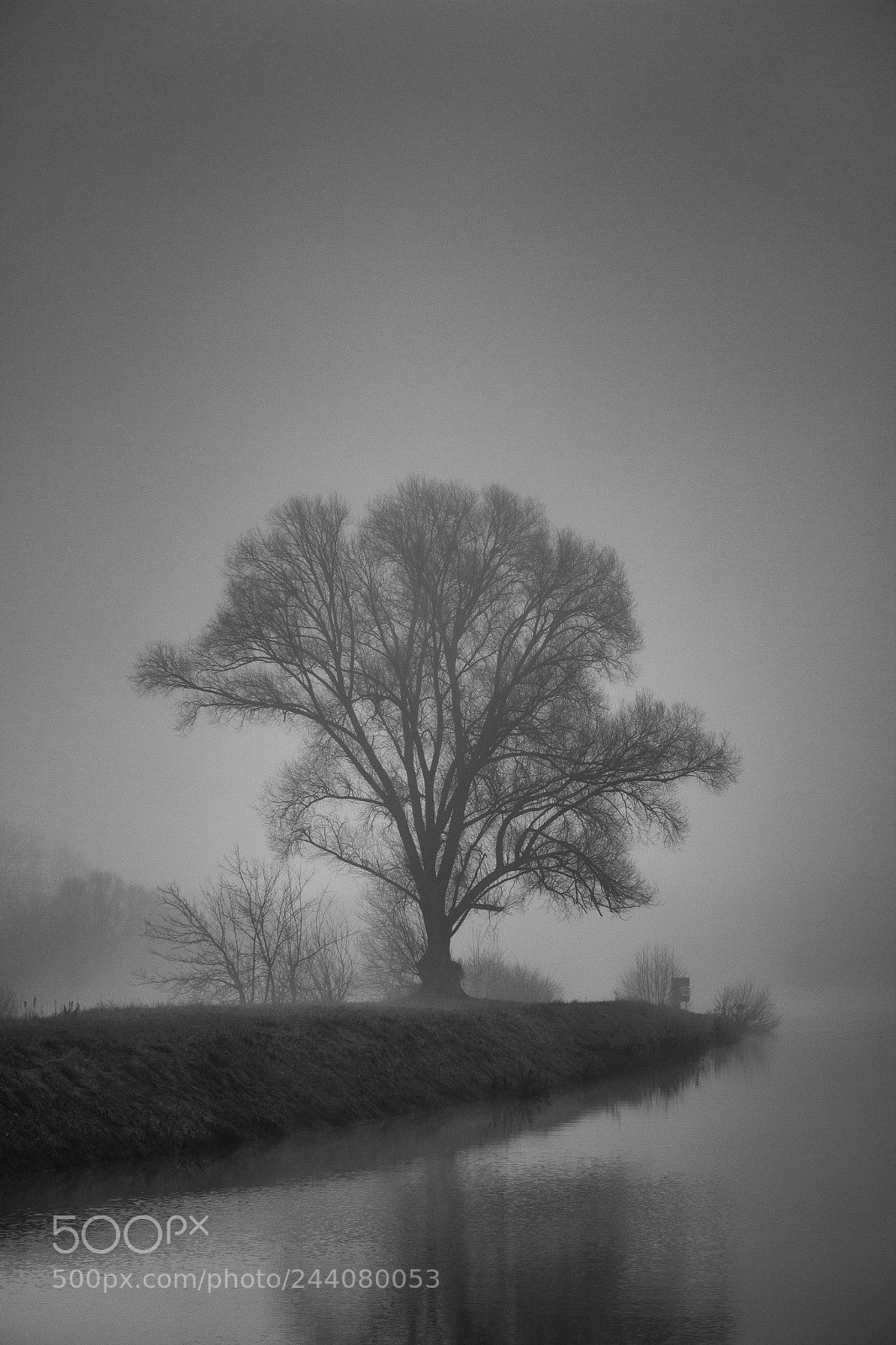 Canon EOS 60D sample photo. Baum im nebel photography