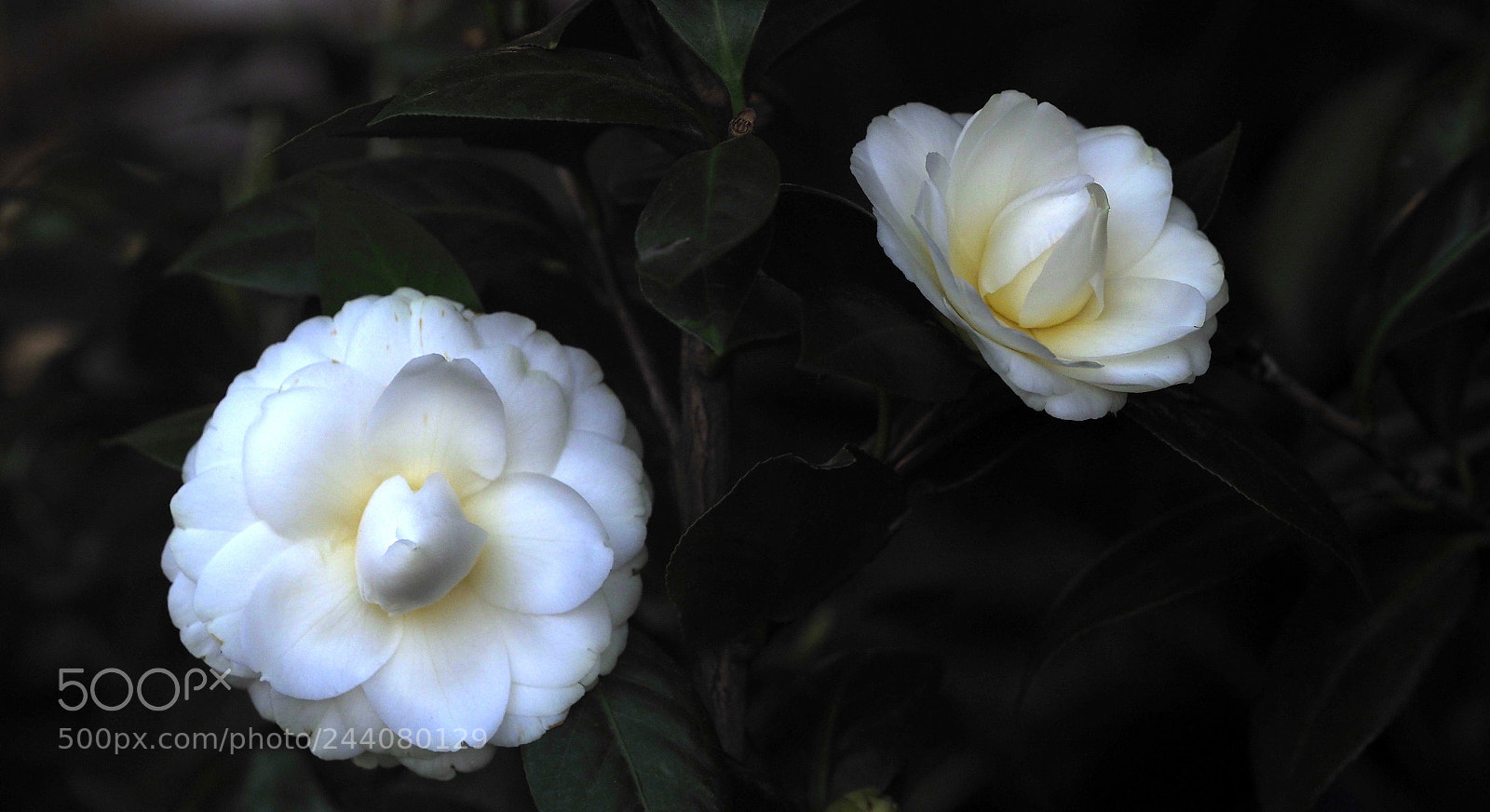 Olympus OM-D E-M1 Mark II sample photo. Lovely twins photography