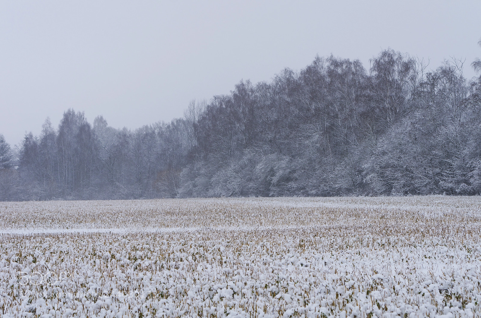 Pentax K-5 sample photo. White photography