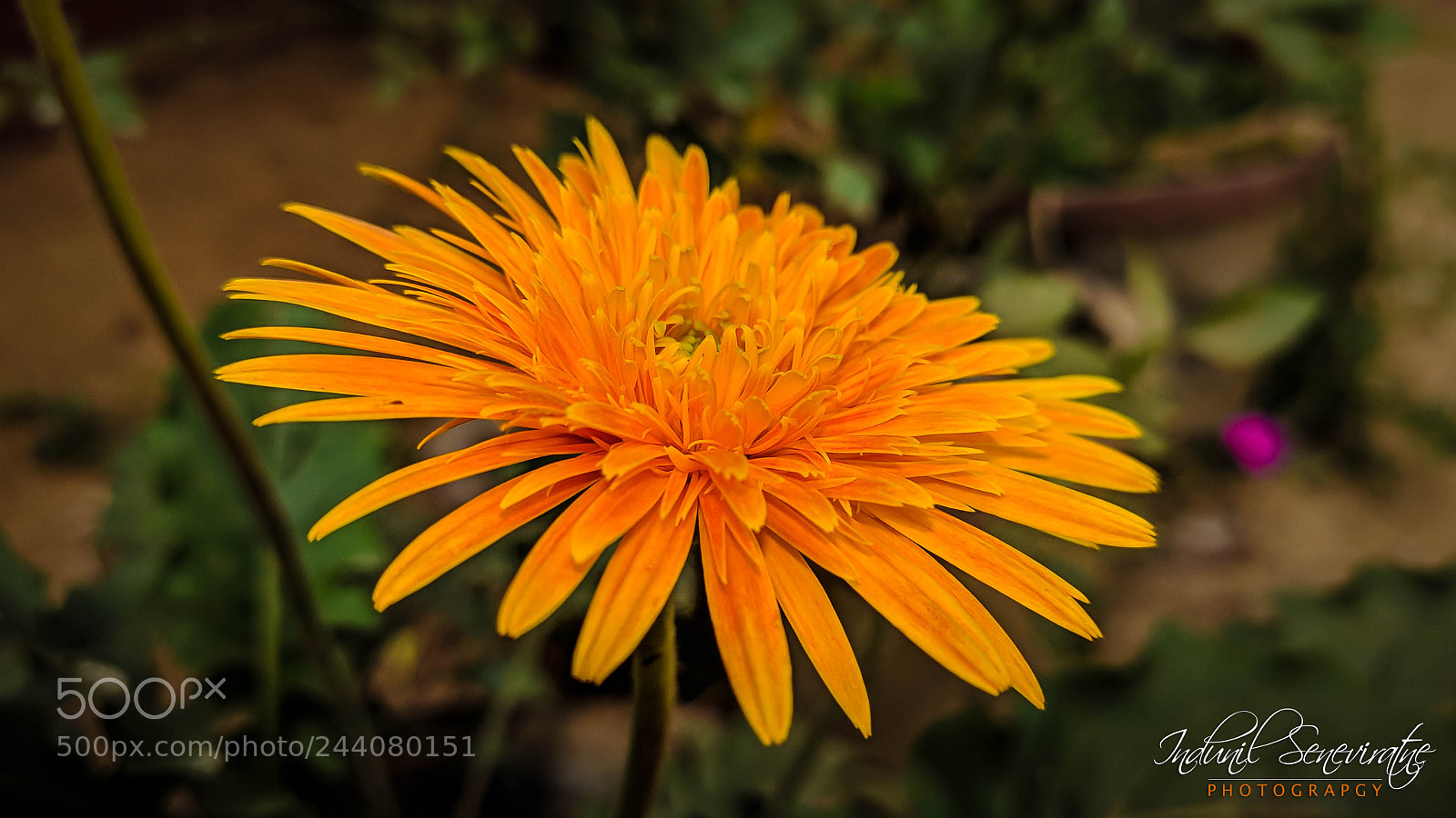 LG Nexus 5X sample photo. Babandesiya flower photography