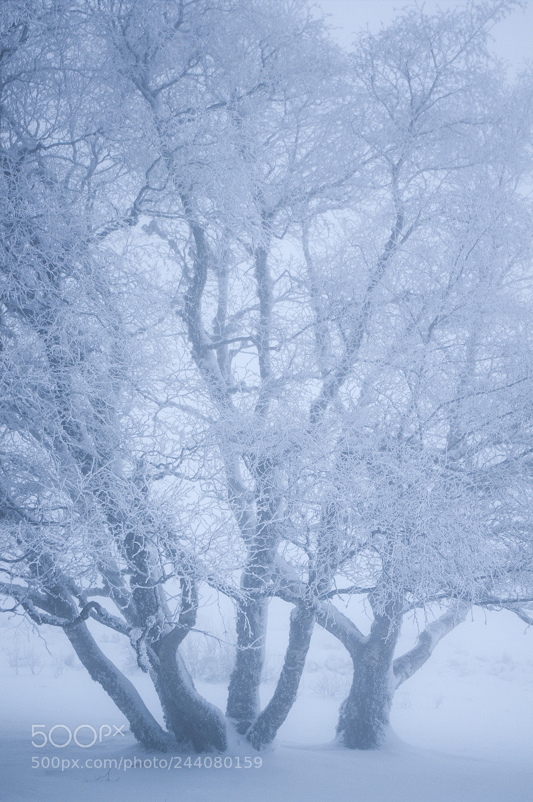 Pentax K-7 sample photo. Im nebel photography