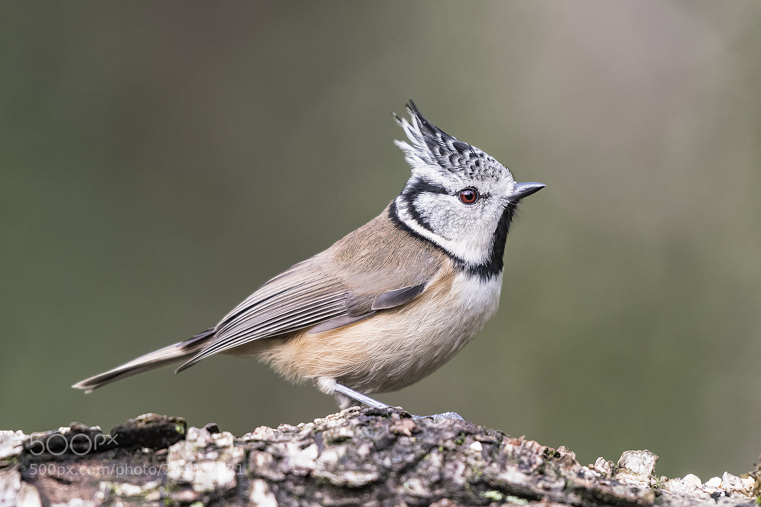 Nikon D500 sample photo. European crested tit photography