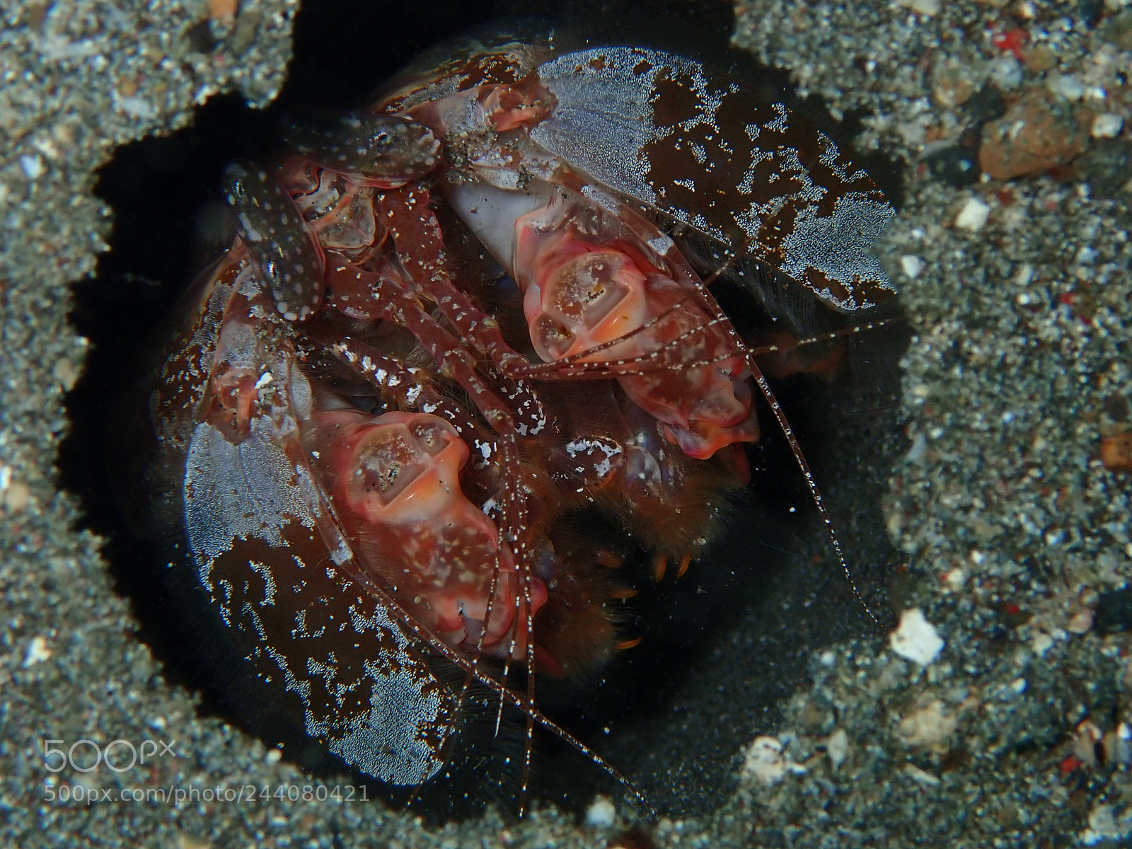 Olympus TG-5 sample photo. Lembeh strait's critters photography