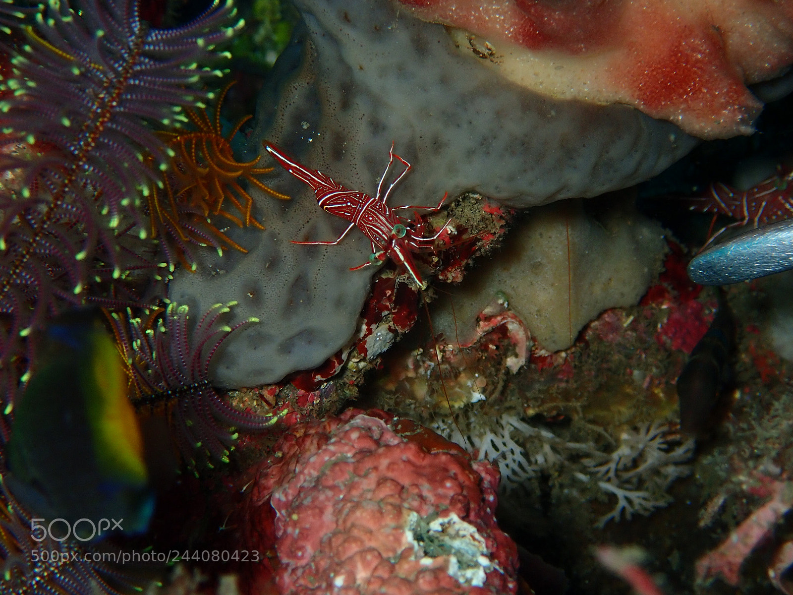 Olympus TG-5 sample photo. Lembeh strait's critters photography