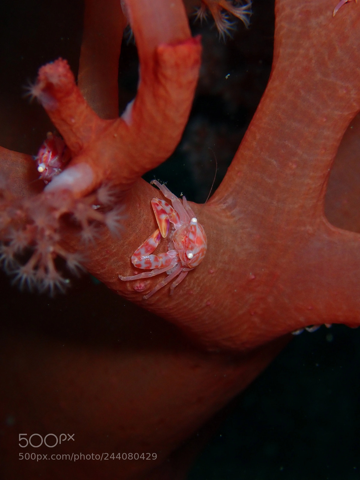 Olympus TG-5 sample photo. Lembeh strait's critters photography