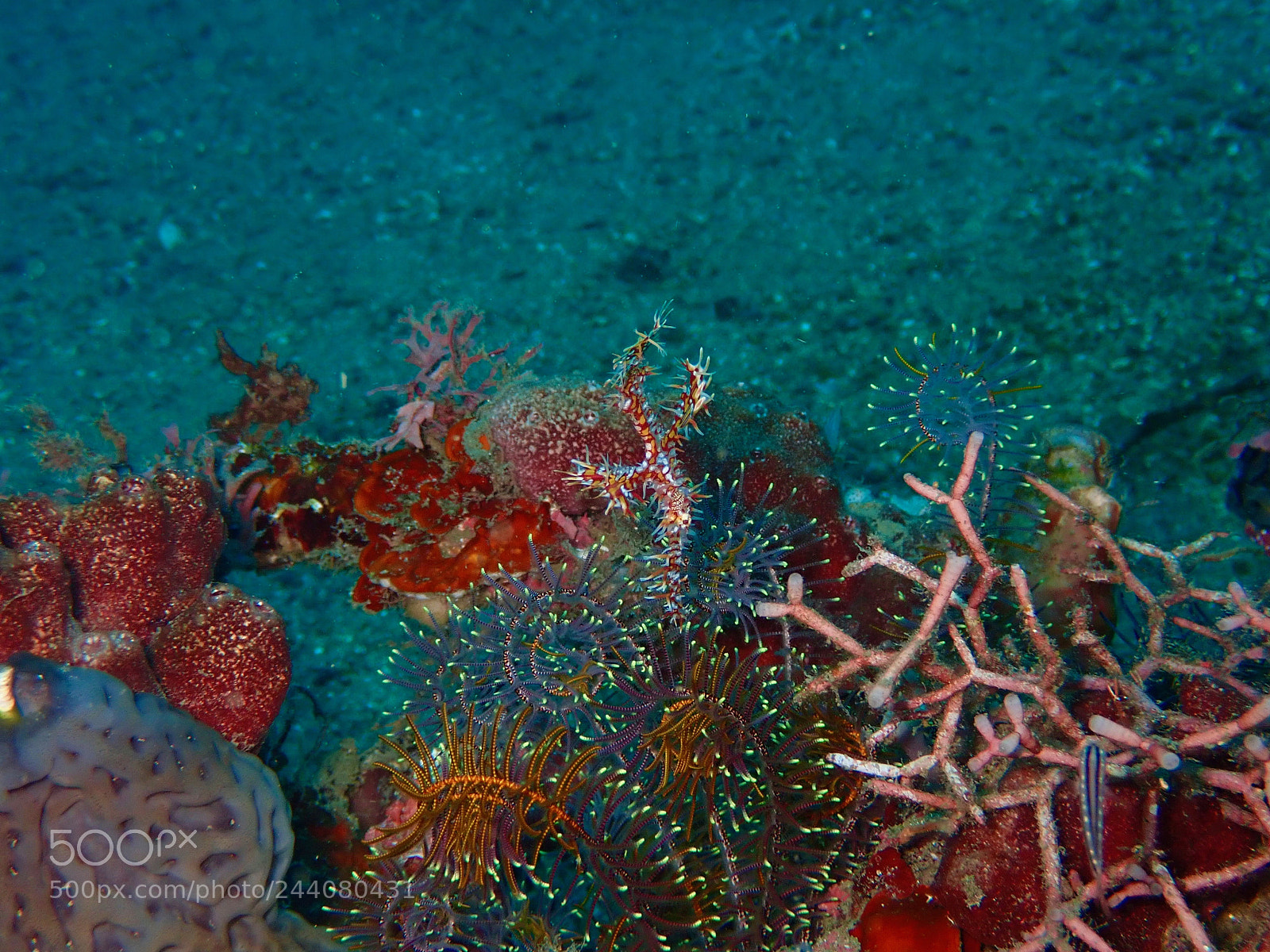 Olympus TG-5 sample photo. Lembeh strait's critters photography