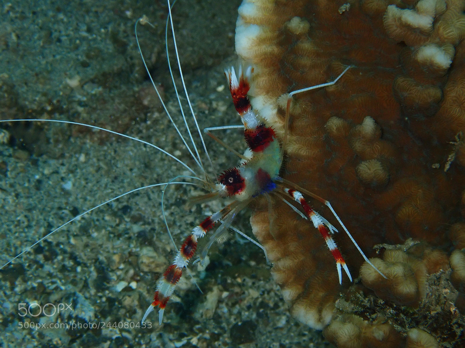 Olympus TG-5 sample photo. Lembeh strait's critters photography