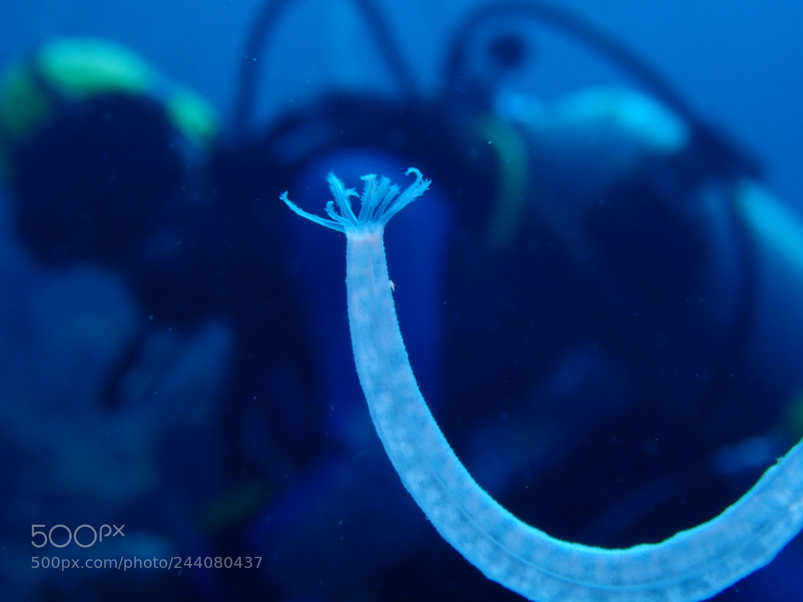 Olympus TG-5 sample photo. Lembeh strait's critters photography