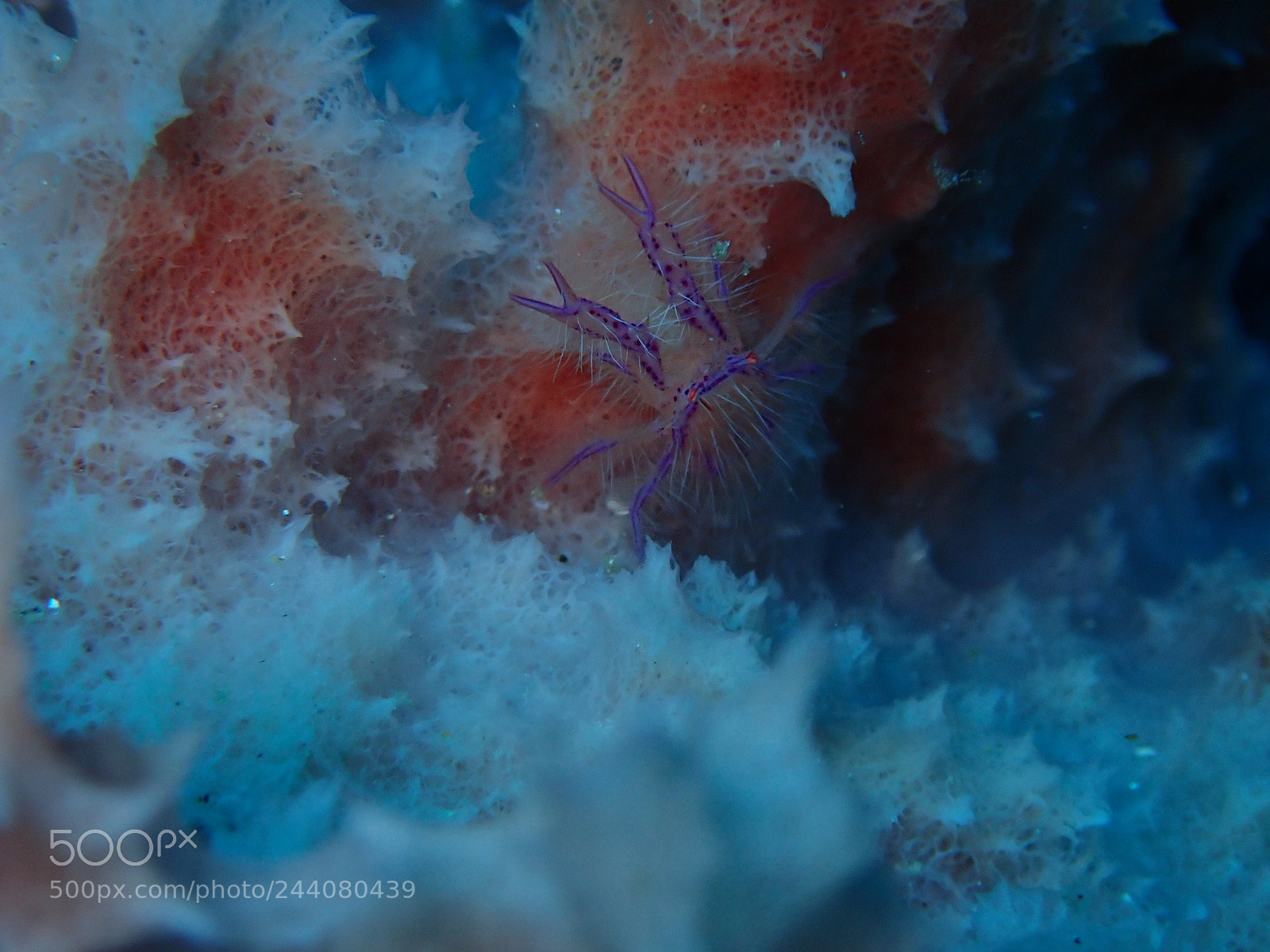 Olympus TG-5 sample photo. Lembeh strait's critters photography