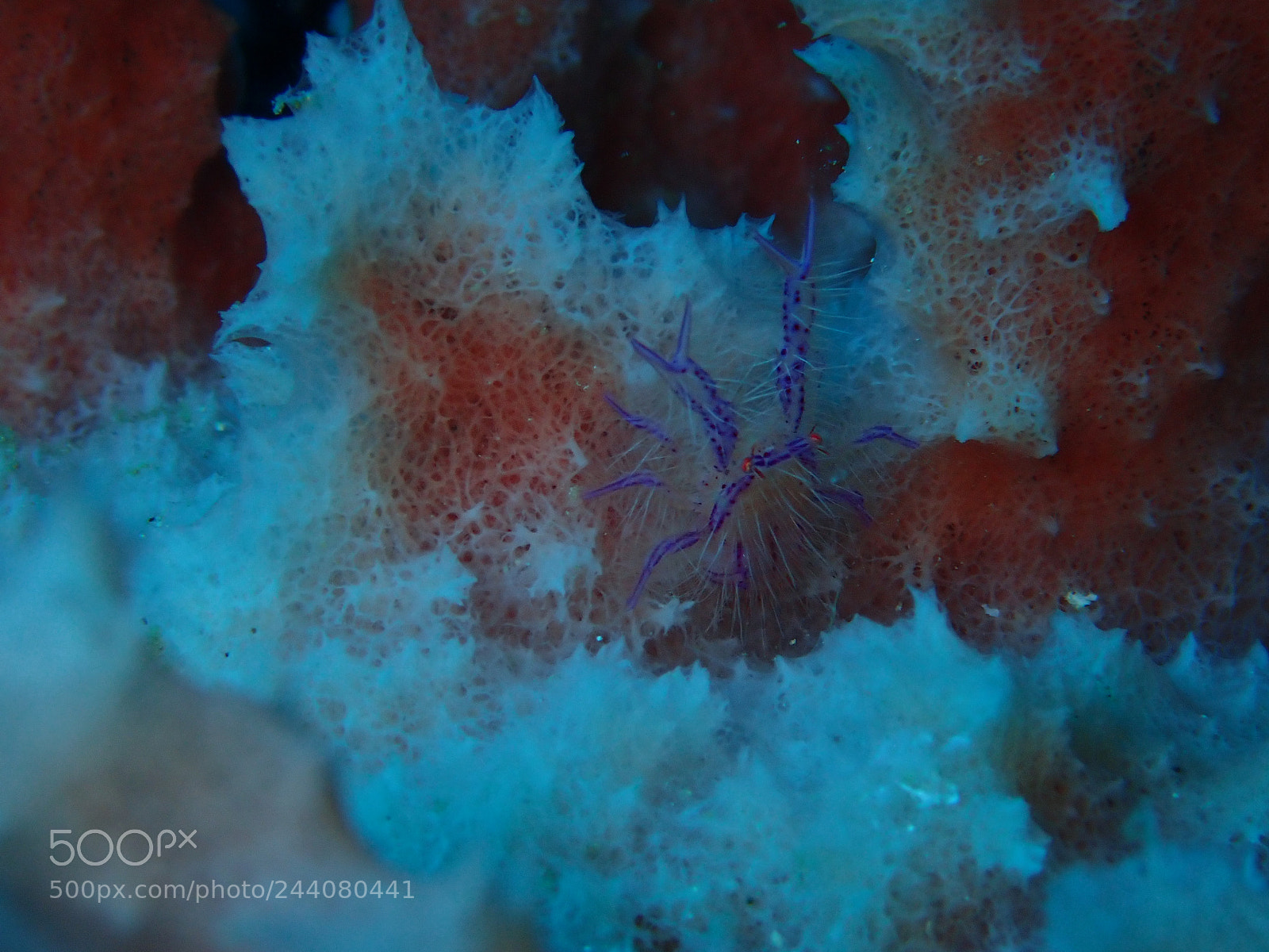 Olympus TG-5 sample photo. Lembeh strait's critters photography