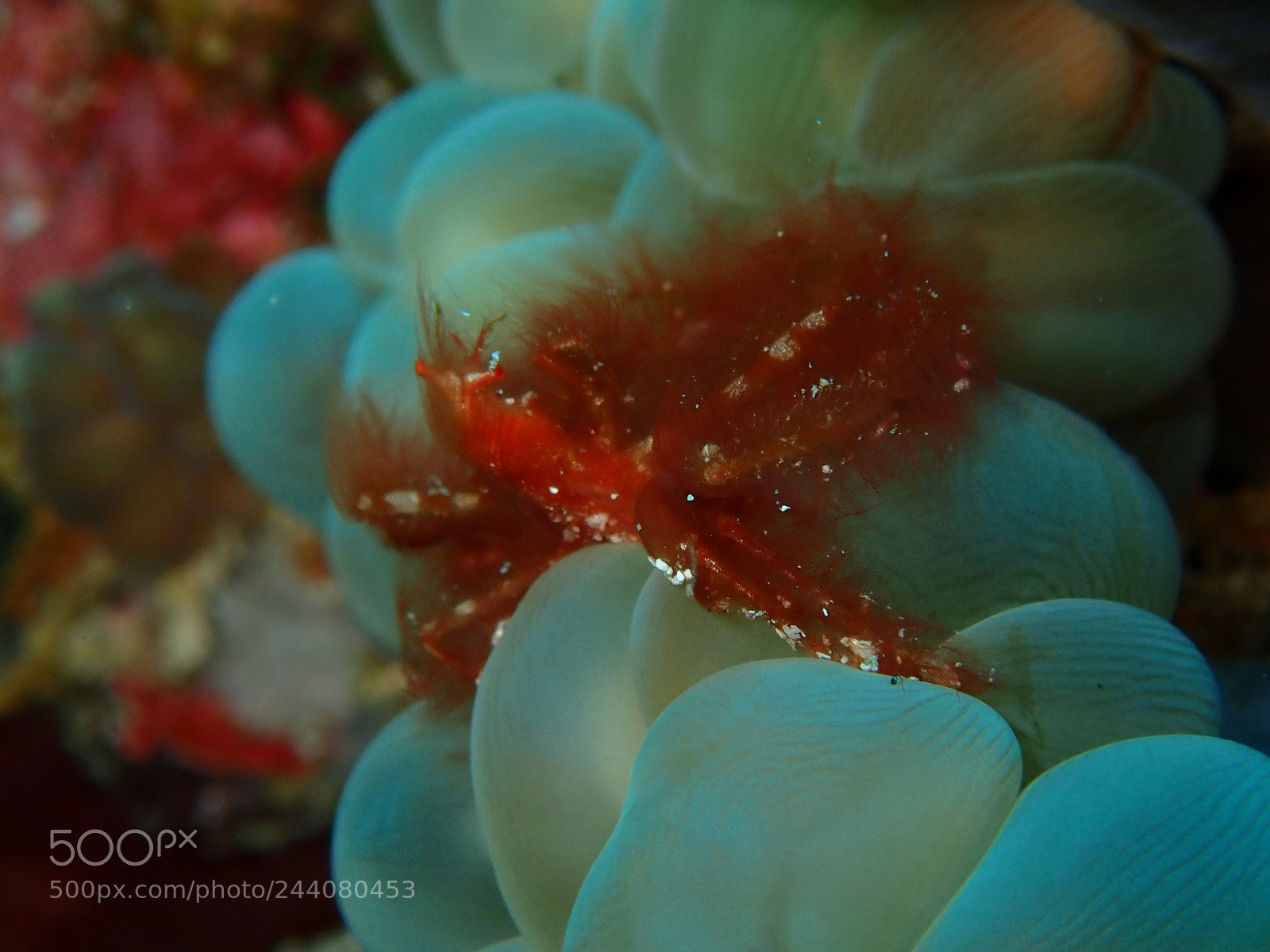Olympus TG-5 sample photo. Lembeh strait's critters photography