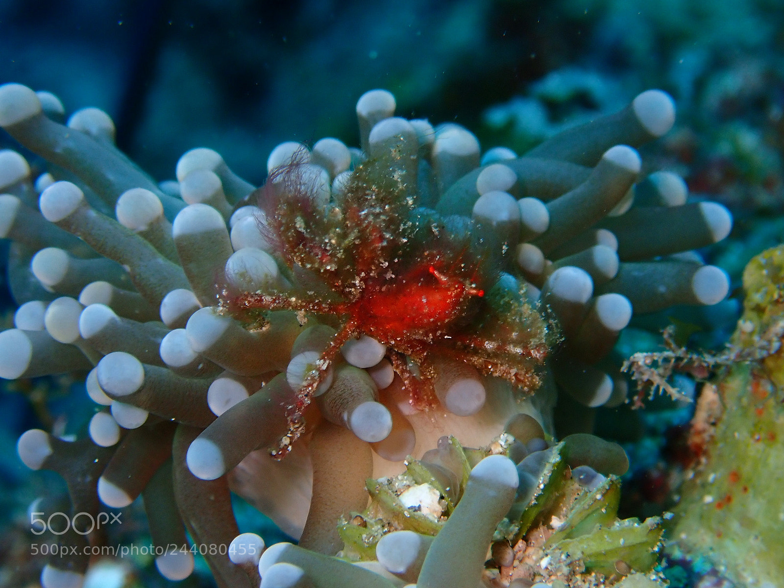 Olympus TG-5 sample photo. Lembeh strait's critters photography