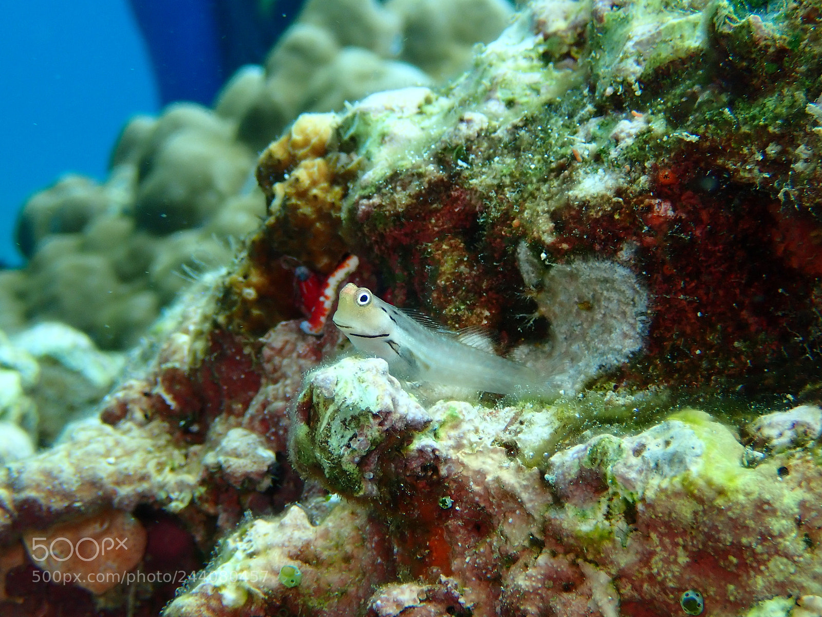 Olympus TG-5 sample photo. Lembeh strait's critters photography