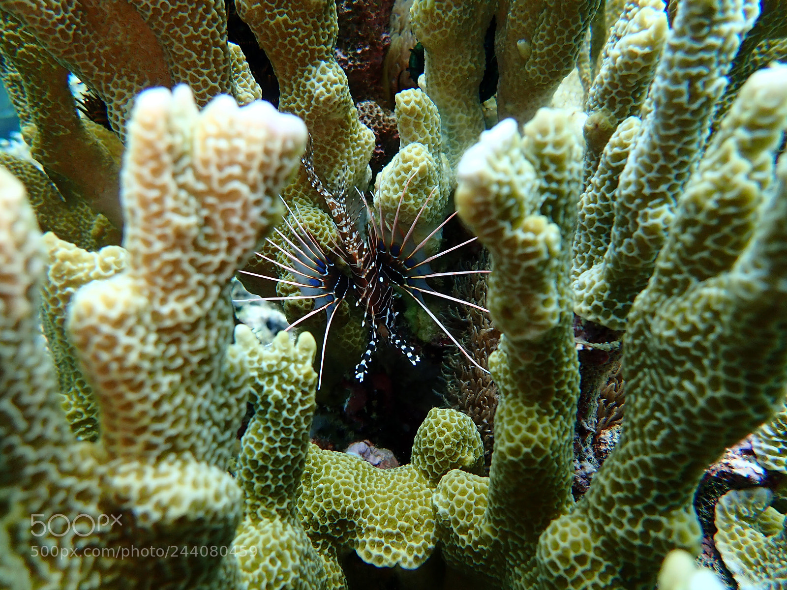 Olympus TG-5 sample photo. Lembeh strait's critters photography