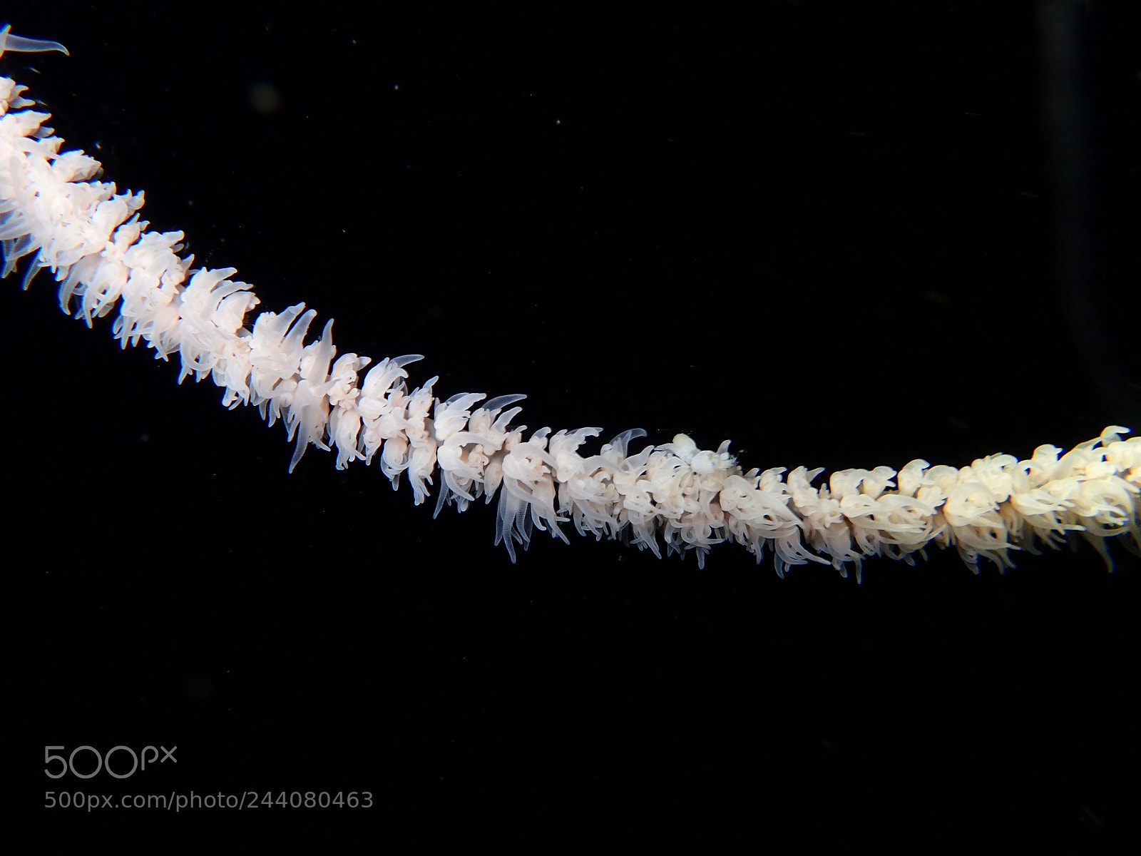 Olympus TG-5 sample photo. Lembeh strait's critters photography