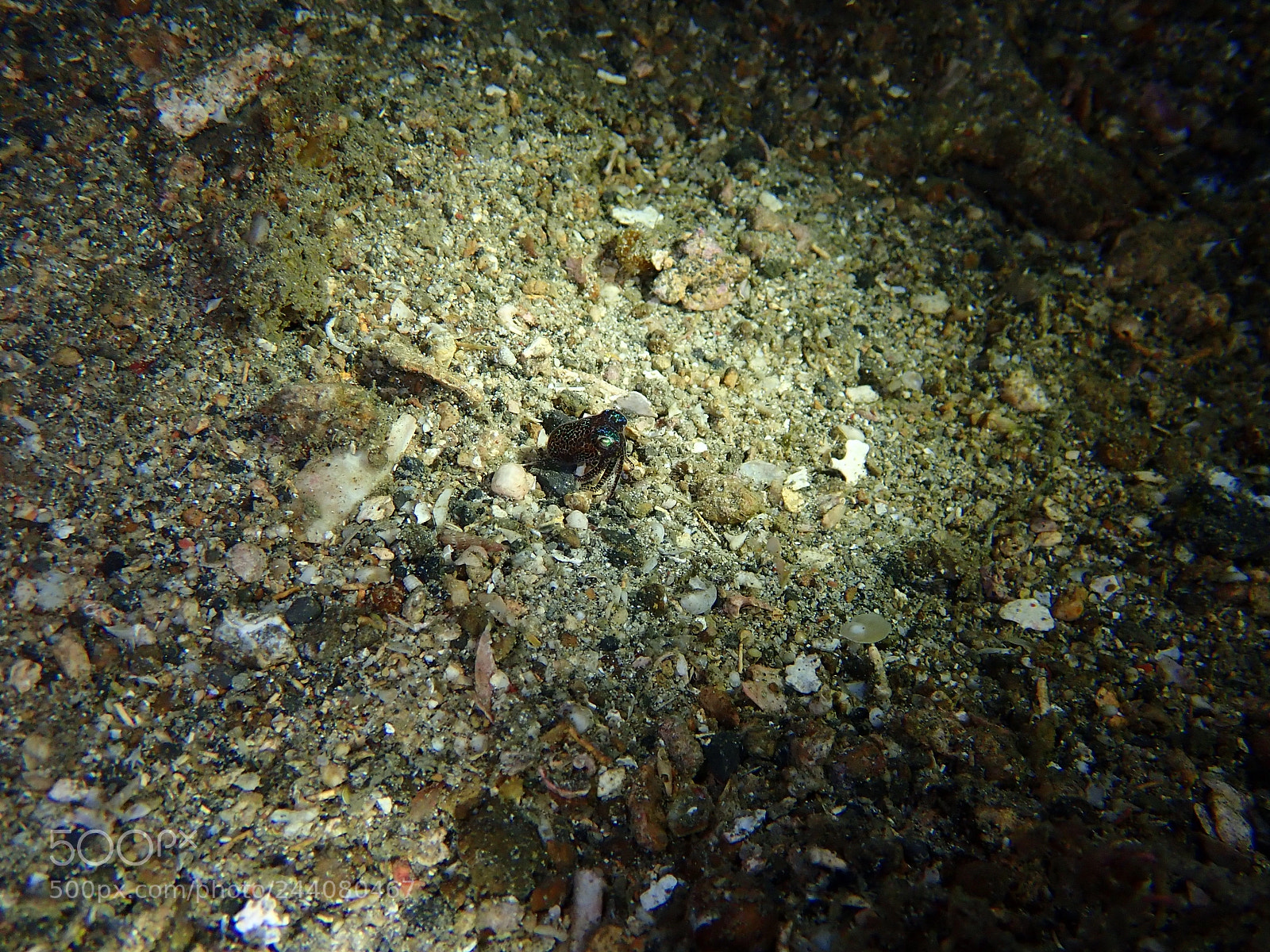 Olympus TG-5 sample photo. Lembeh strait's critters photography