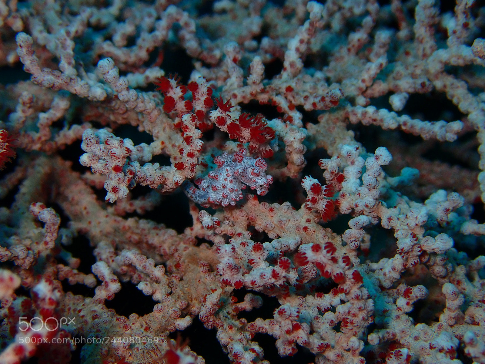 Olympus TG-5 sample photo. Lembeh strait's critters photography