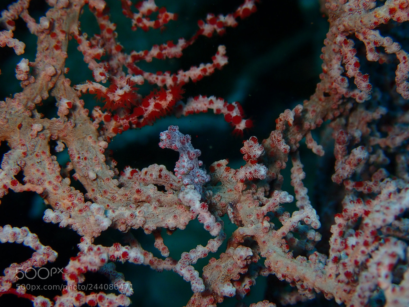 Olympus TG-5 sample photo. Lembeh strait's critters photography