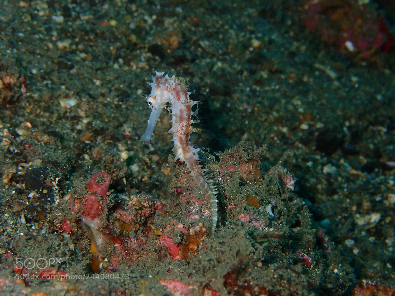 Olympus TG-5 sample photo. Lembeh strait's critters photography