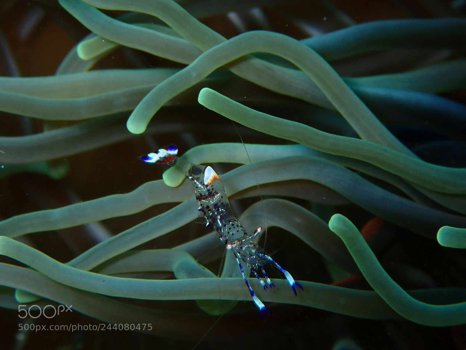 Olympus TG-5 sample photo. Lembeh strait's critters photography